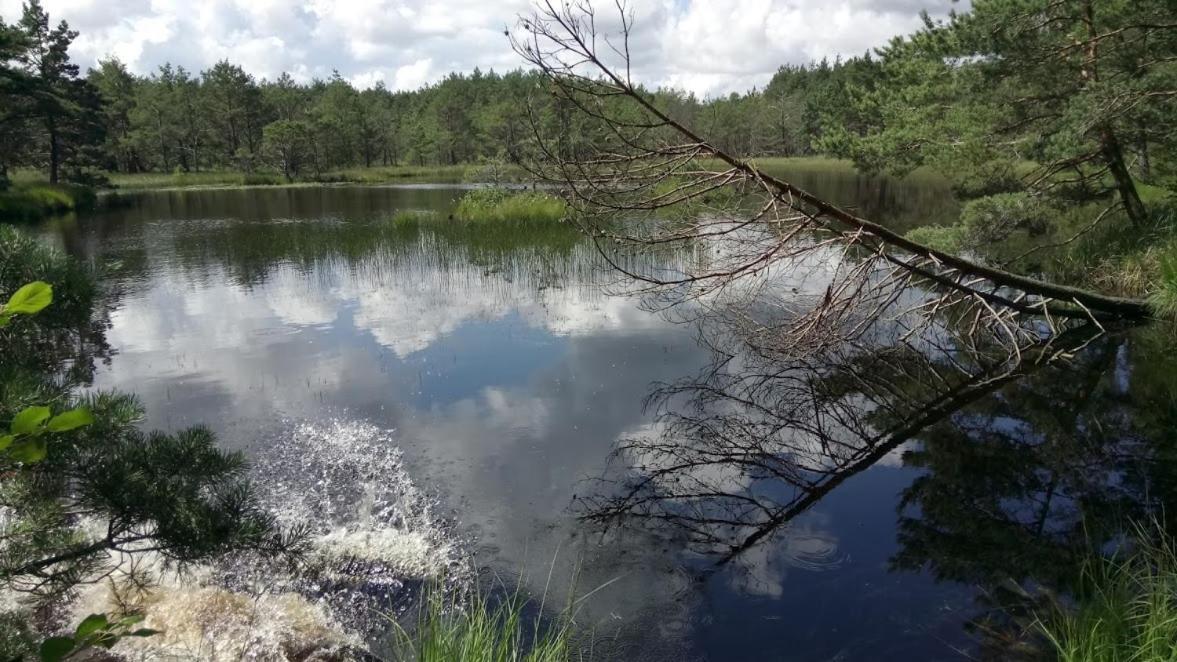 Ostoja Sosnowa Czarny Mlyn, Kompleks Dwoch Nowych Domkow Exteriér fotografie